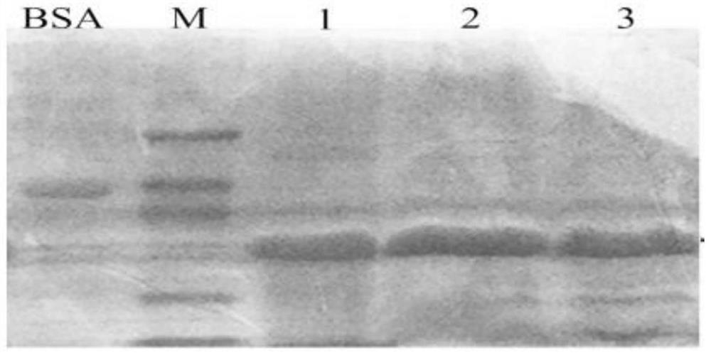 Preparation and application of thrombolytic enzyme