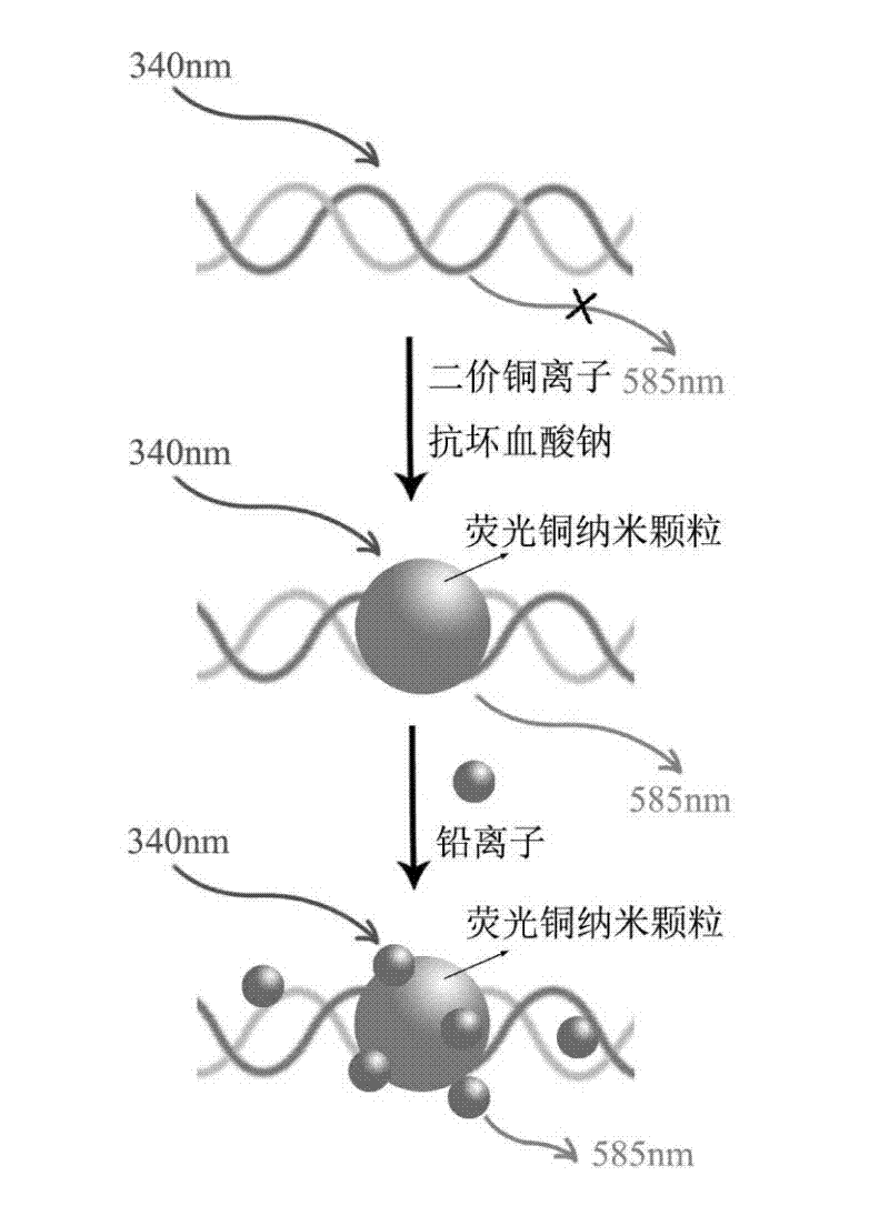 Quick label-free detection method for lead ions