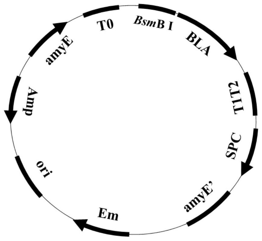 Promoter library and strong promoter for amylase bla