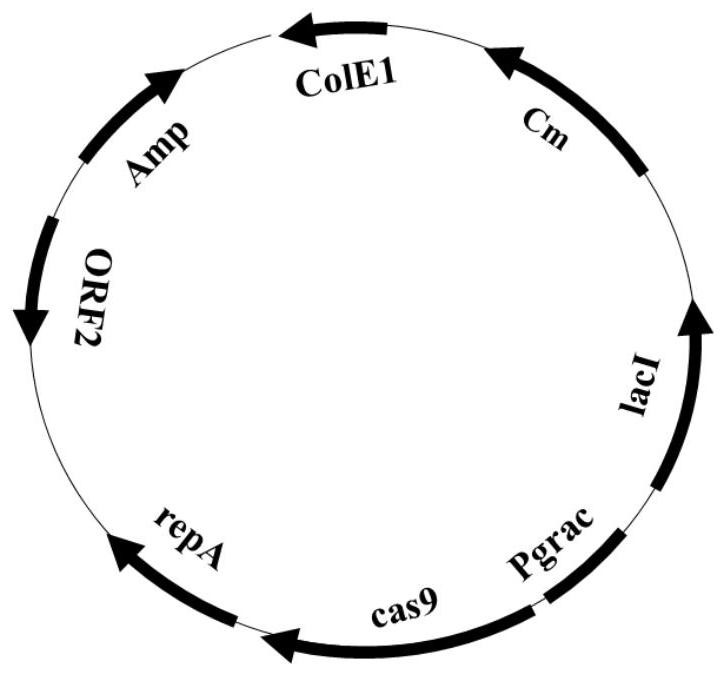 Promoter library and strong promoter for amylase bla