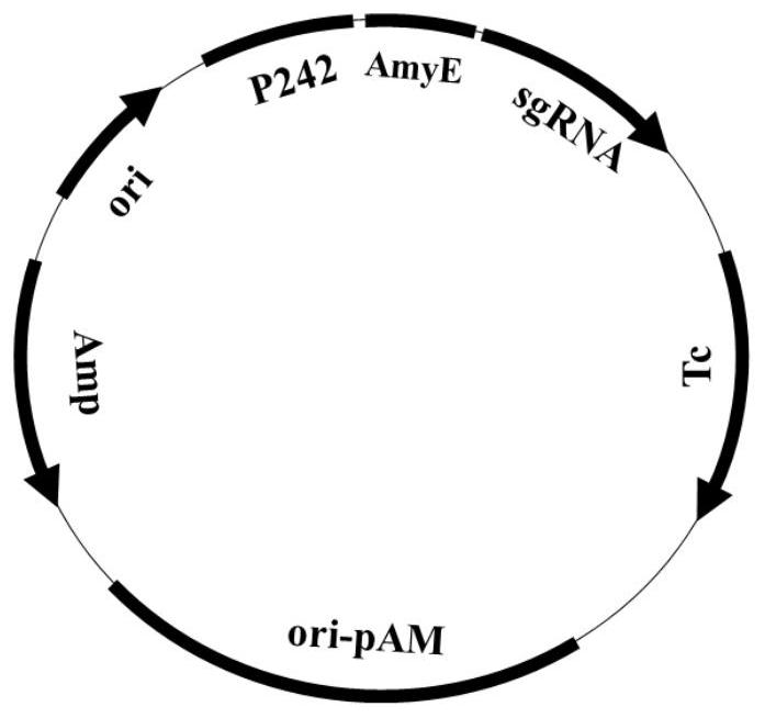 Promoter library and strong promoter for amylase bla