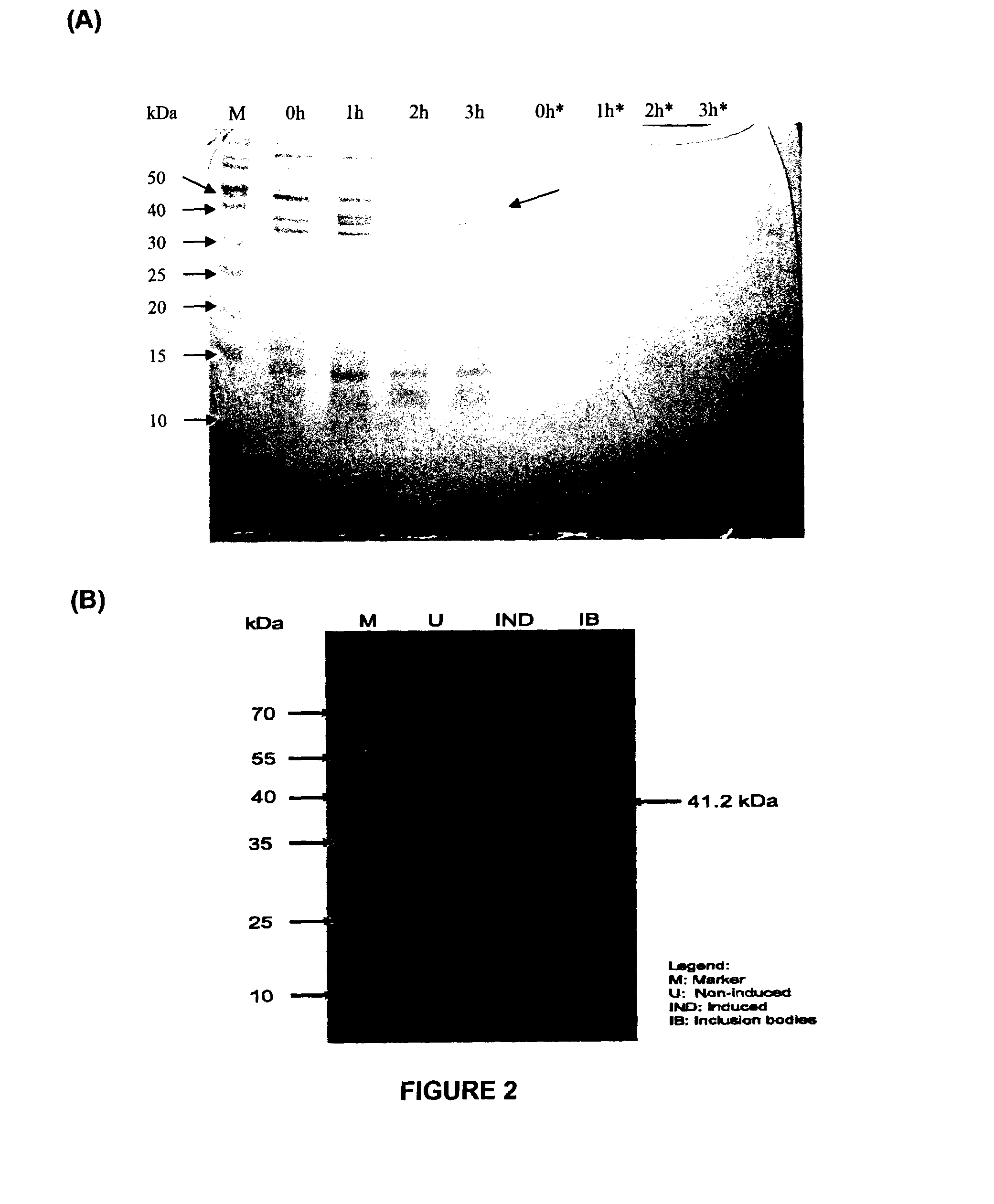 Antimicrobial fusion compounds and uses thereof