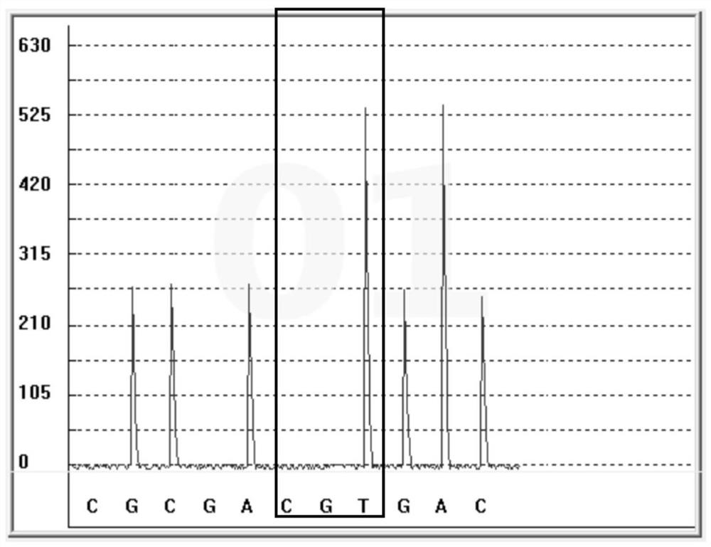 Detection kit for budesonide metabolism marker and detection method and application thereof
