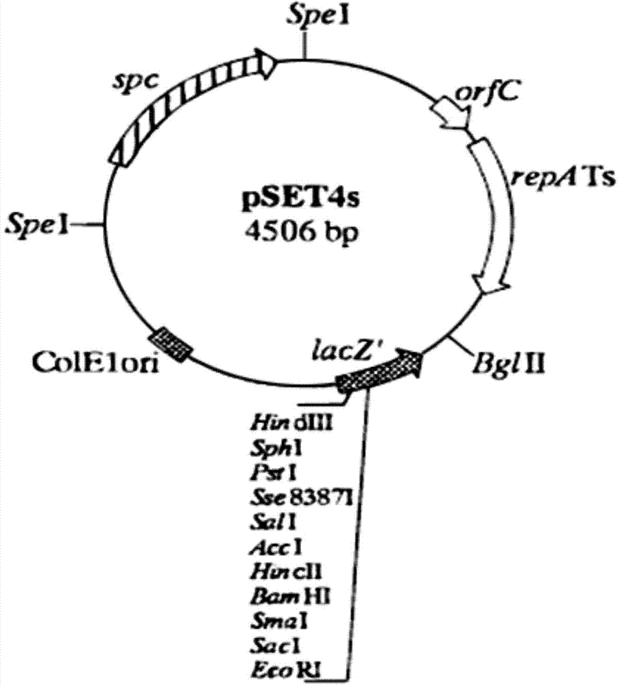 Streptococcus suis SBP-bac-5 gene deletion strain and construction method and application thereof