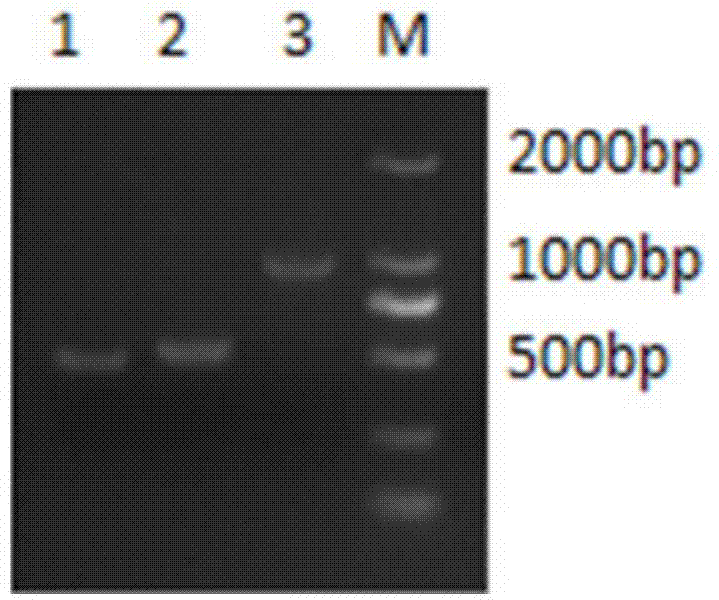 Streptococcus suis SBP-bac-5 gene deletion strain and construction method and application thereof