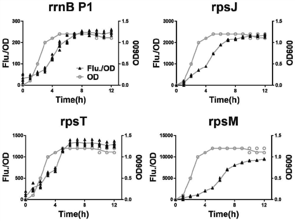 A dynamic regulation system controlled by combination of promoters