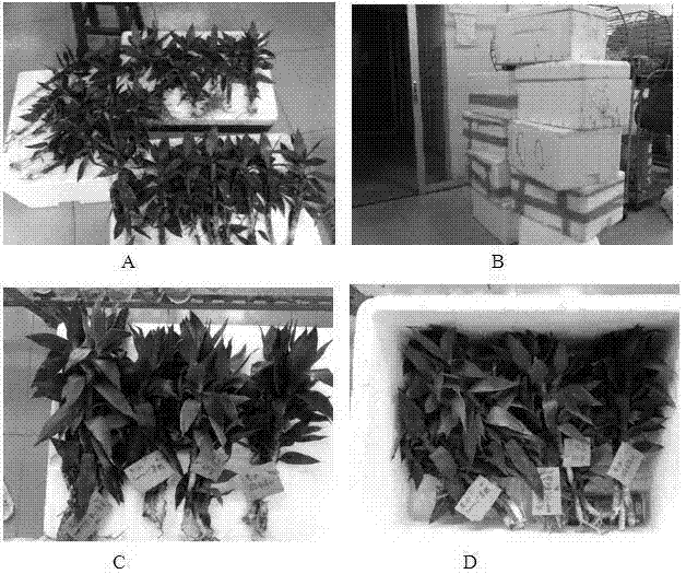 Preservation method of dracaena sanderiana during storage and transportation