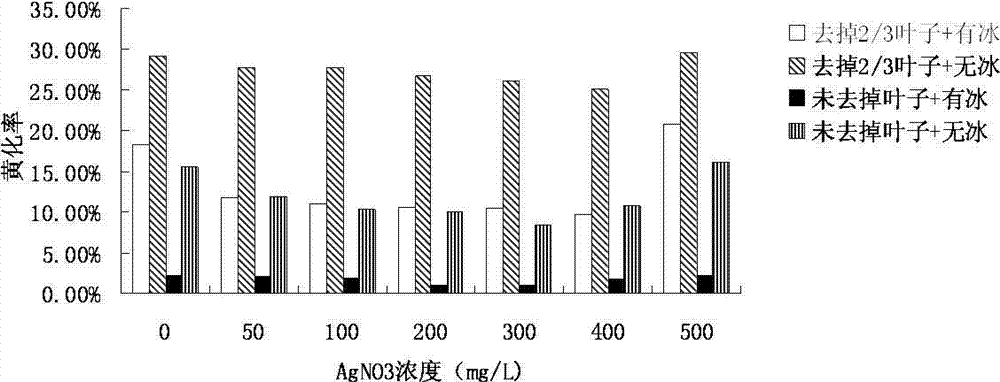 Preservation method of dracaena sanderiana during storage and transportation