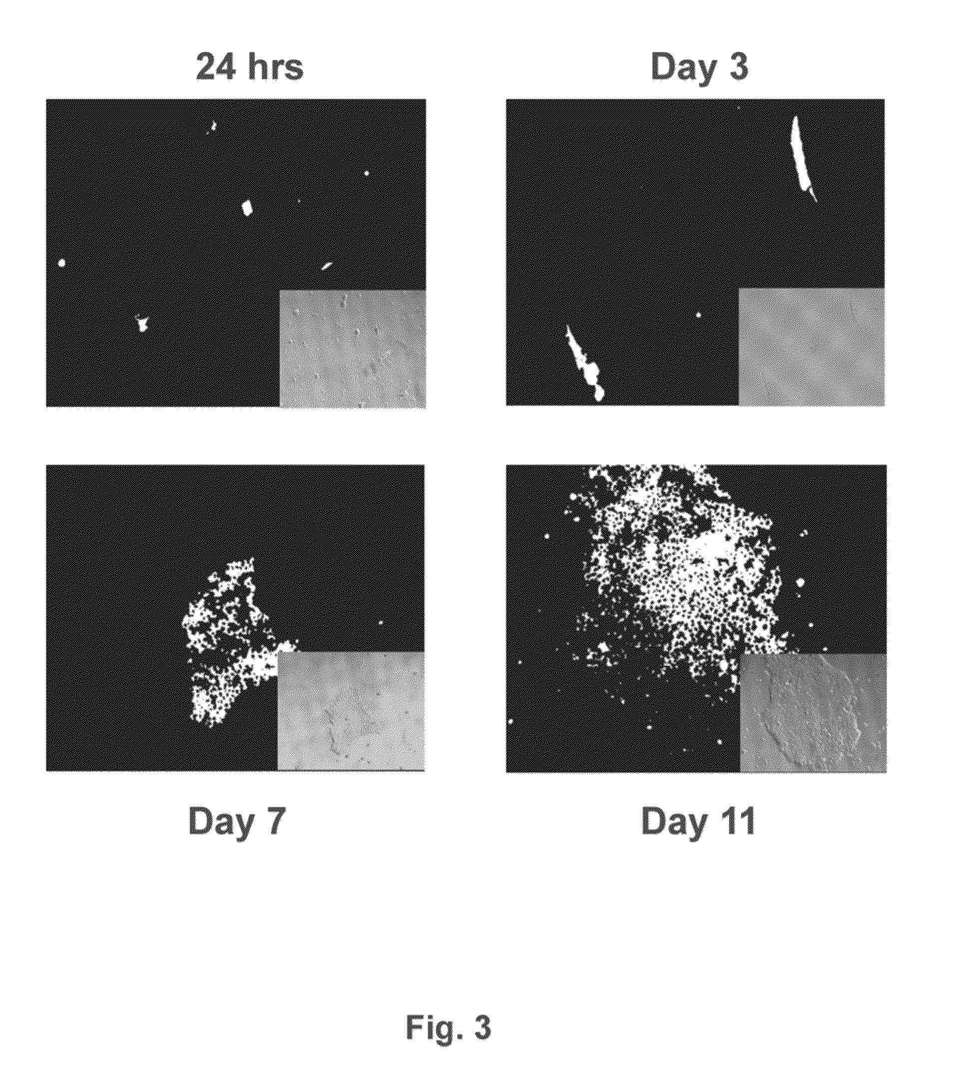 HLA g-modified cells and methods