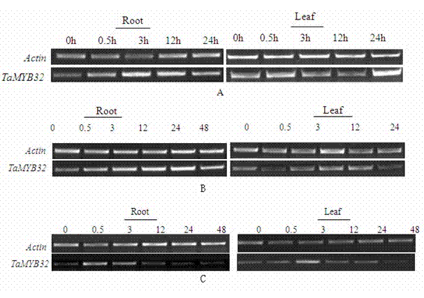 Salt-tolerant and drought-resistant gene TaMYB33 of wheat and coding protein as well as application thereof