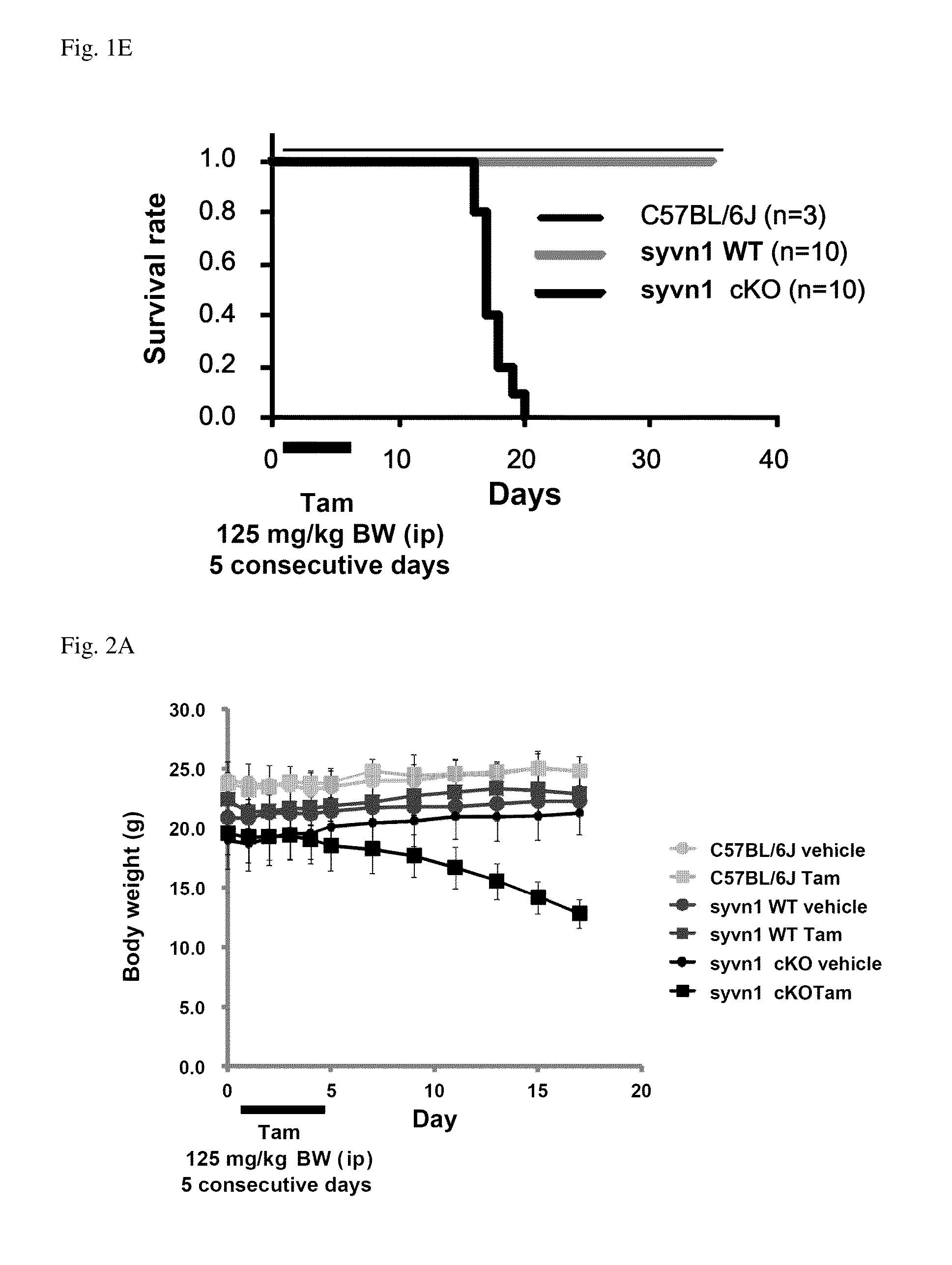 Screening Method For Compound Having Obesity Preventive Or Therapeutic Activity