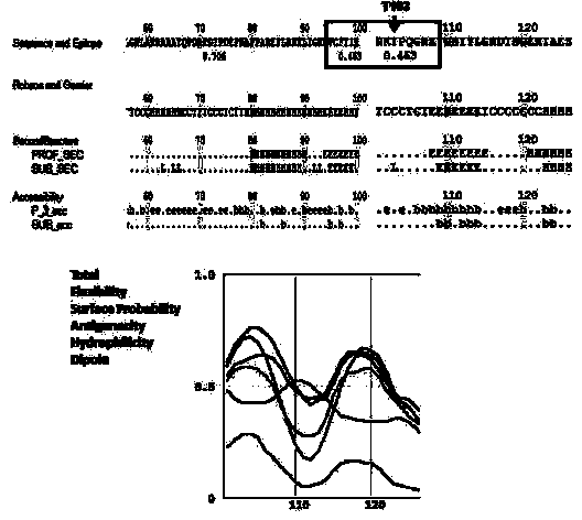 Preparation method of stress phosphorylation antibody aiming at human Tudor-SN protein T103 site