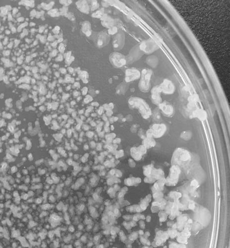 Bacillus licheniformis HYT-9 with broad-spectrum bacteriostasis activity and preparation method and application of bacterial agent of bacillus licheniformis HYT-9