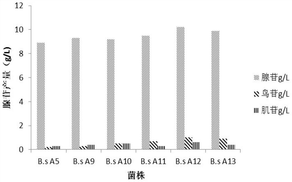 High-nucleoside-yield bacillus subtilis engineering bacterium as well as construction method and application thereof