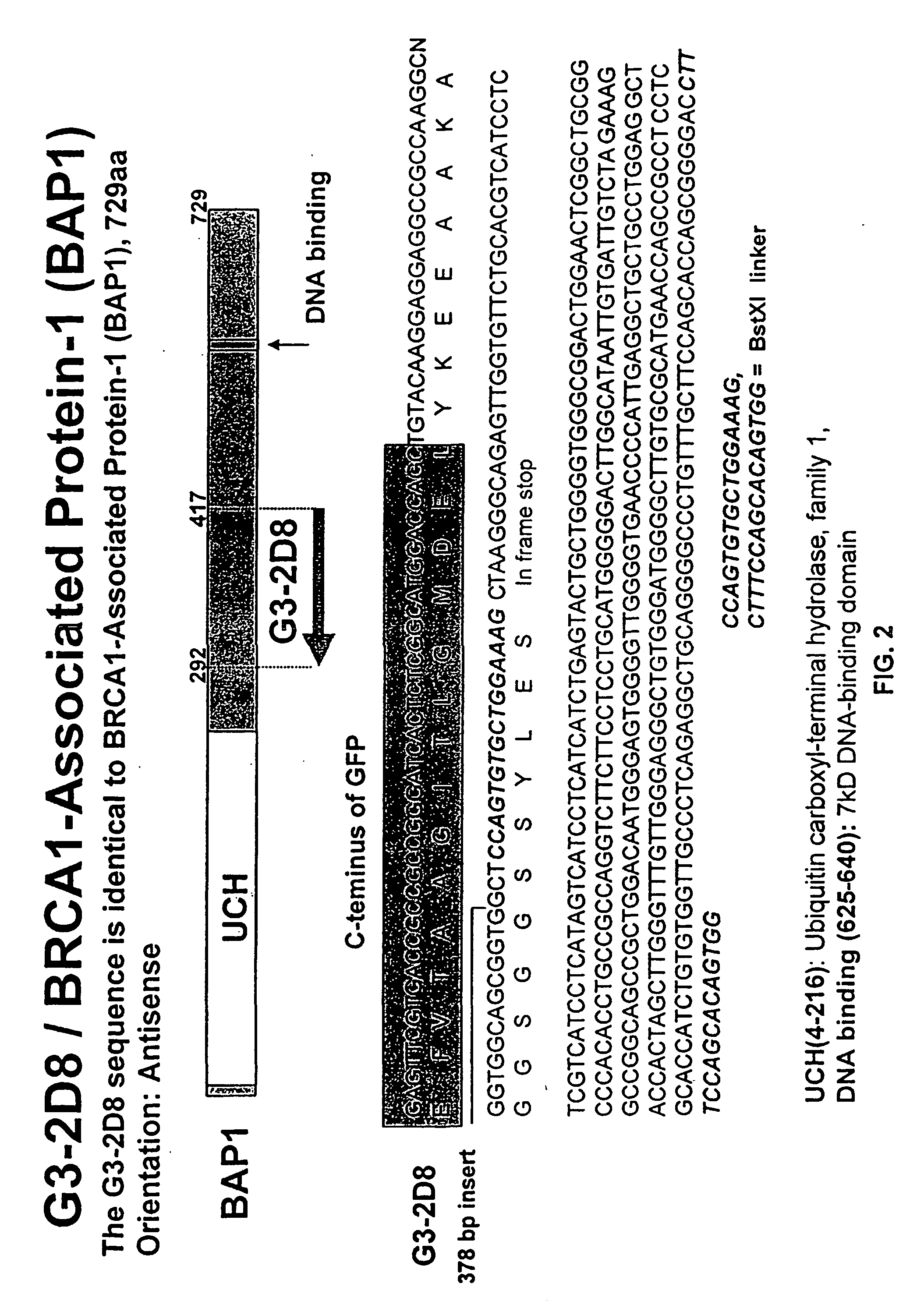 Methods of assaying for cell cycle modulators