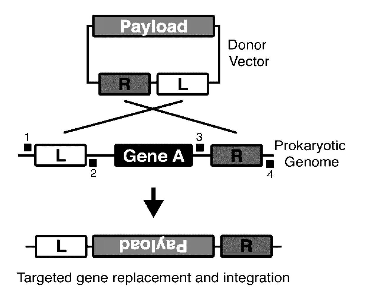Targeted remodeling of prokaryotic genomes using crispr-nickases