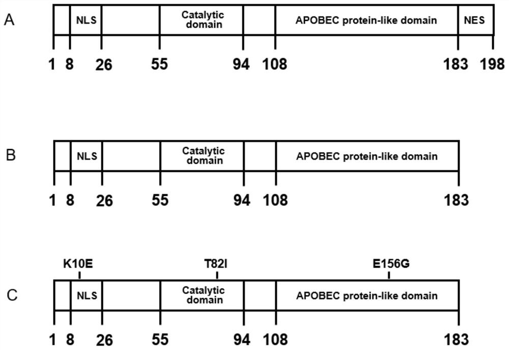 A kind of aid enzyme mutant and application thereof