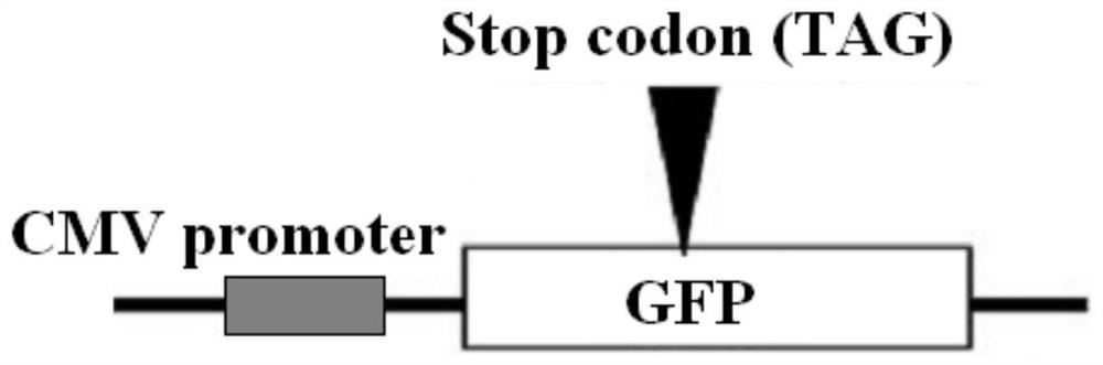 A kind of aid enzyme mutant and application thereof