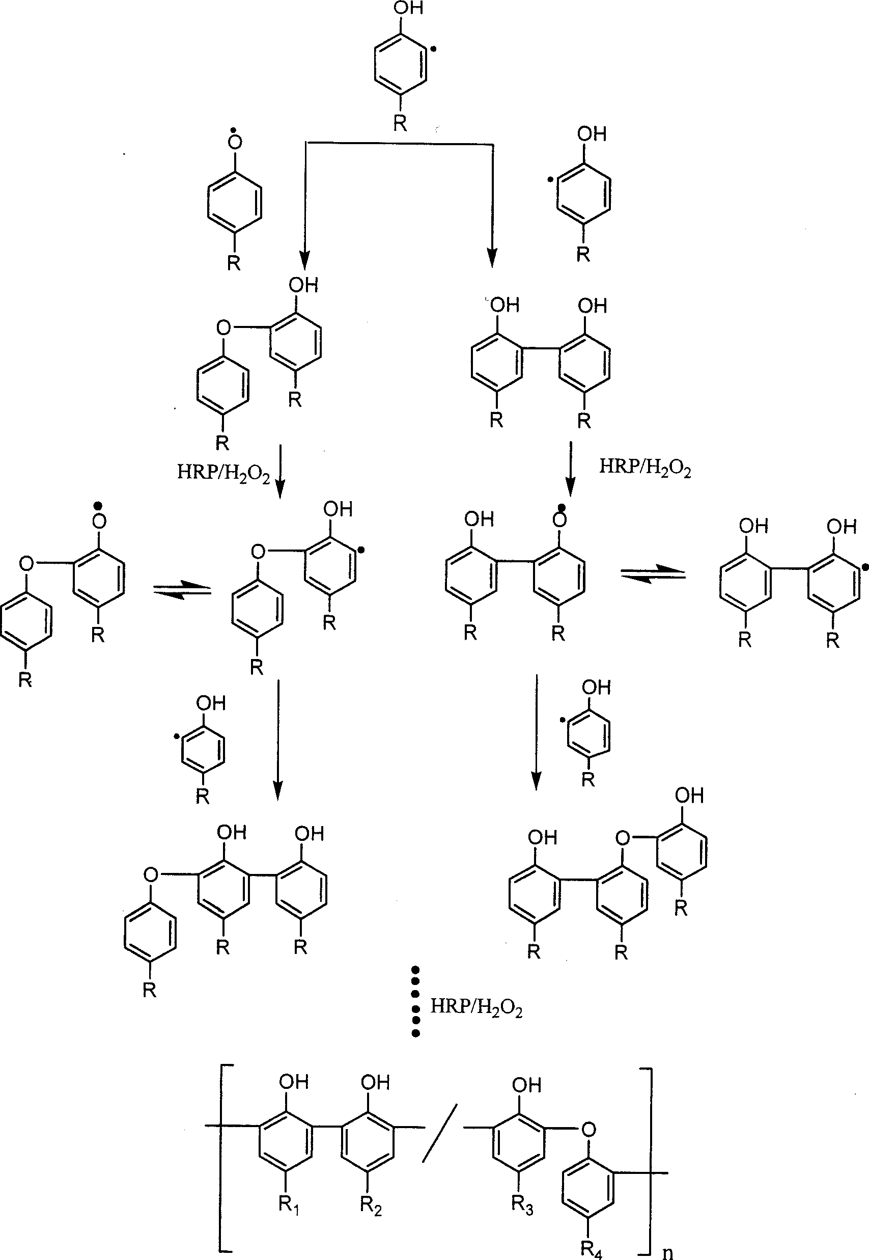 Preparation of enzyme-catalyzed rapid-solidified hydrogel and use thereof