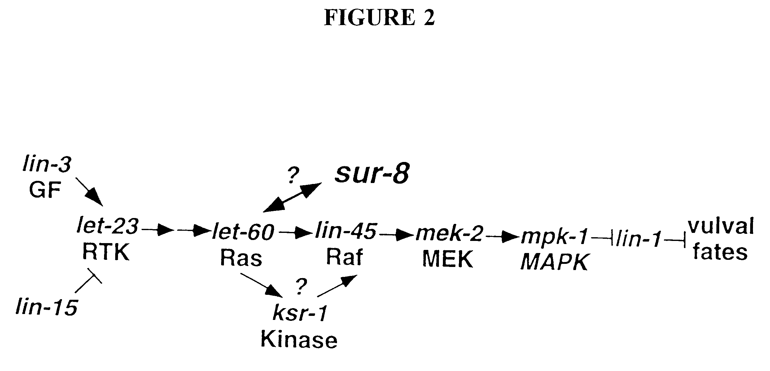 Ras suppressor SUR-8 and related compositions and methods