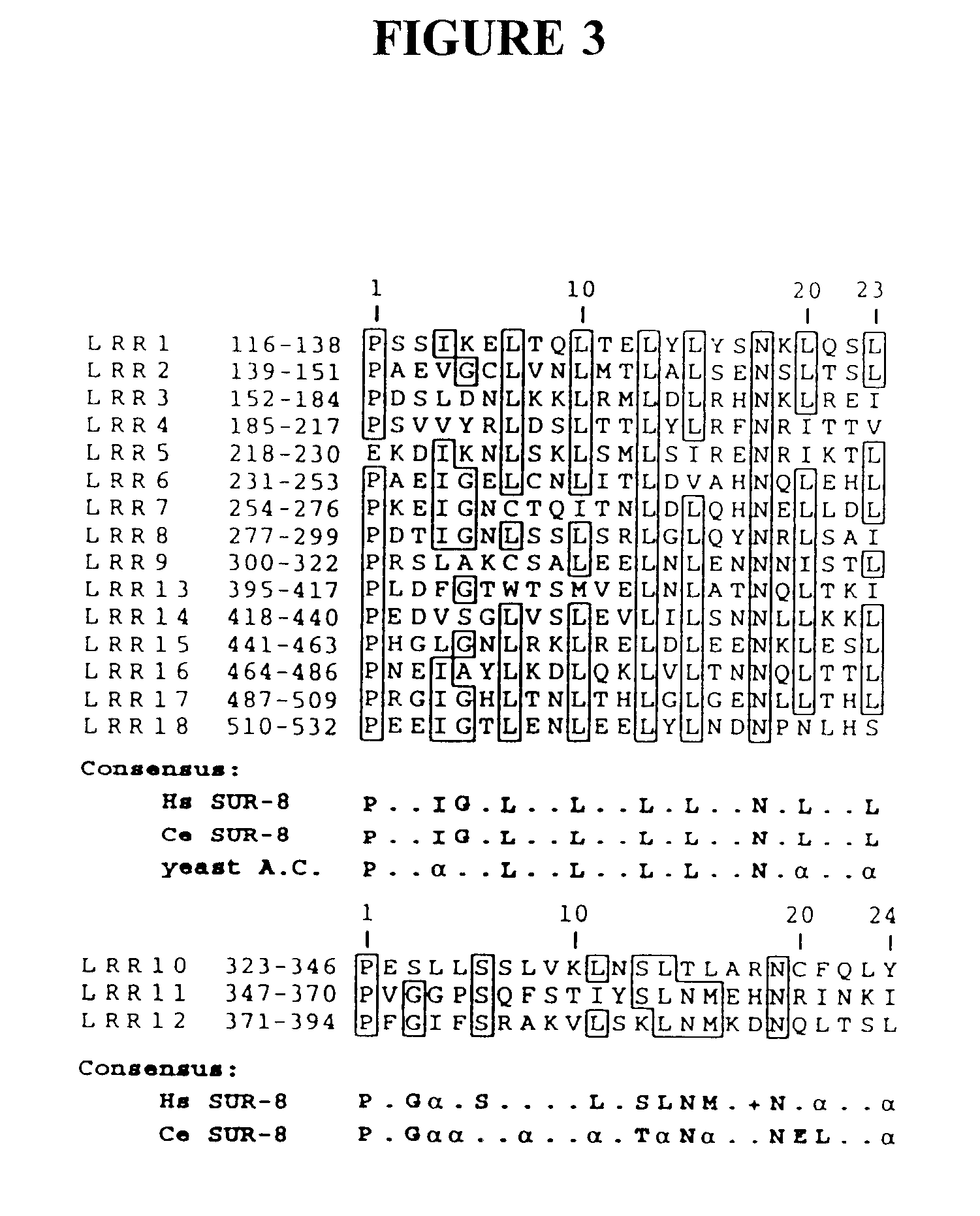 Ras suppressor SUR-8 and related compositions and methods