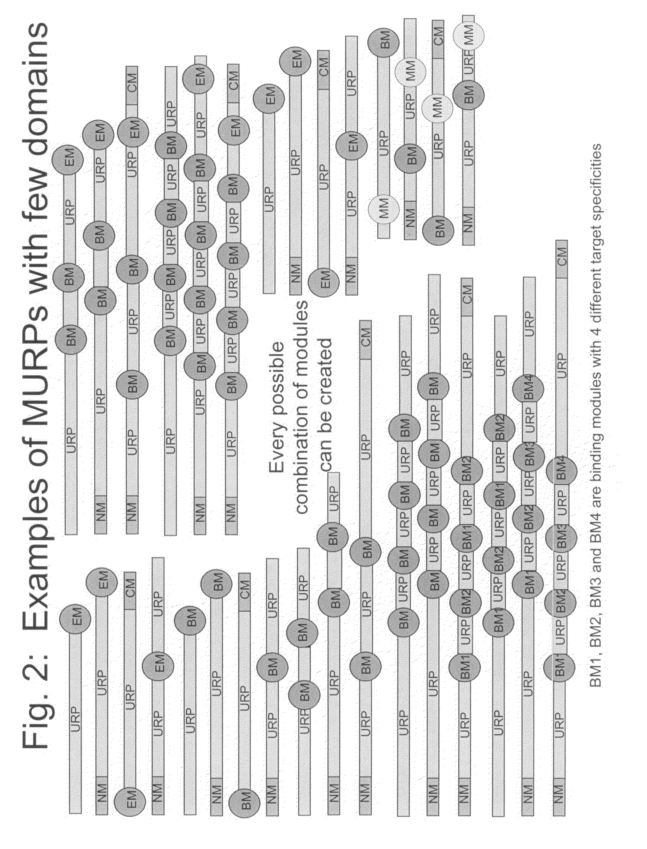 Methods for production of unstructured recombinant polymers and uses thereof