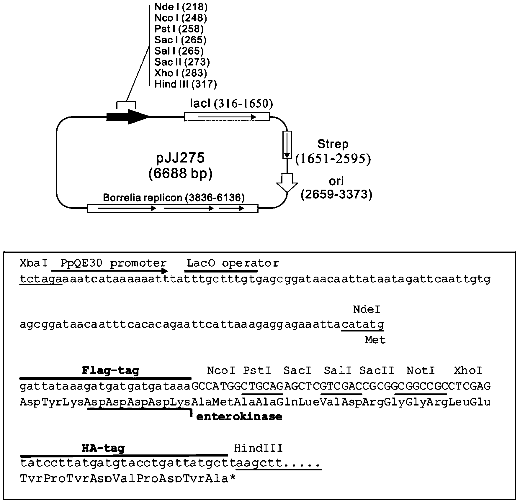 Inducible-expression shuttle expression tool vector for borrelia and construction method and application thereof