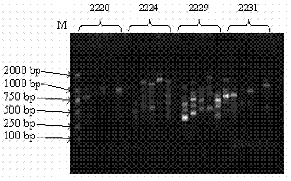 Method for quickly distinguishing bud mutation of grape