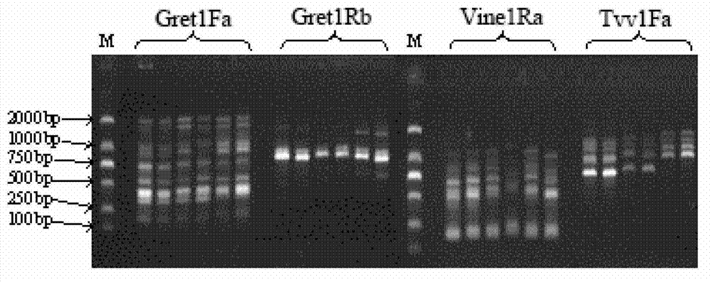 Method for quickly distinguishing bud mutation of grape