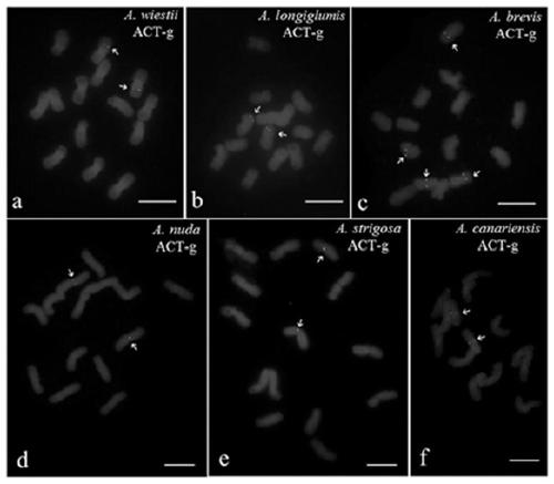 A probe set, kit and application for detecting chromosomes of Avena