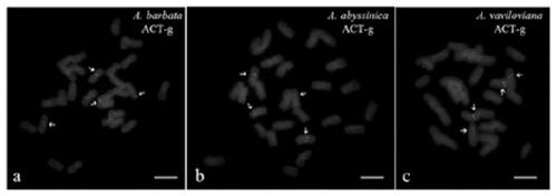 A probe set, kit and application for detecting chromosomes of Avena