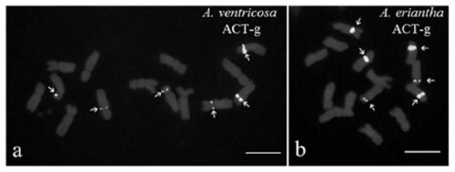 A probe set, kit and application for detecting chromosomes of Avena