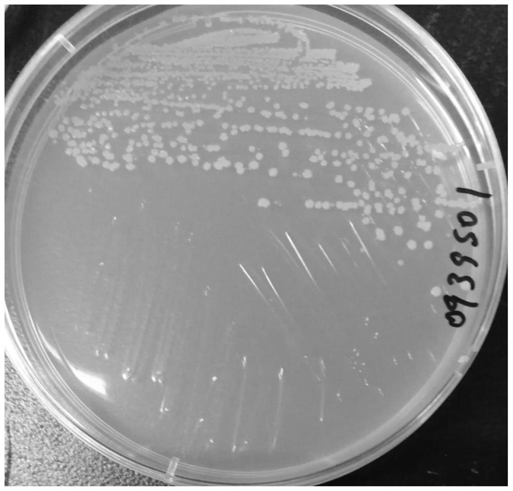 A strain of Paenibacillus jemira, its fermentation product, preparation method and application