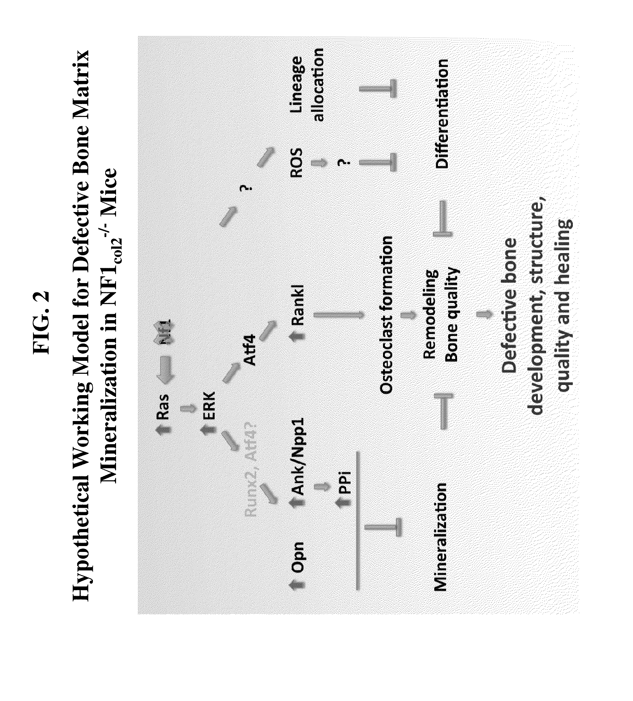 Compositions comprising alkaline phosphatase and/or natriuretic peptide and methods of use thereof