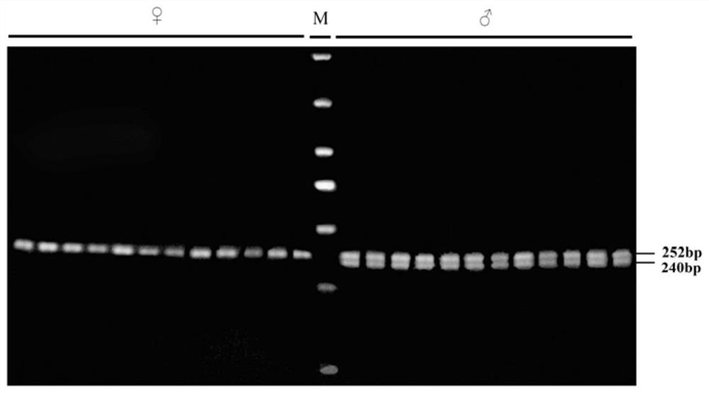 Molecular marker for identifying genetic sex of haliotis discus hannai and application thereof
