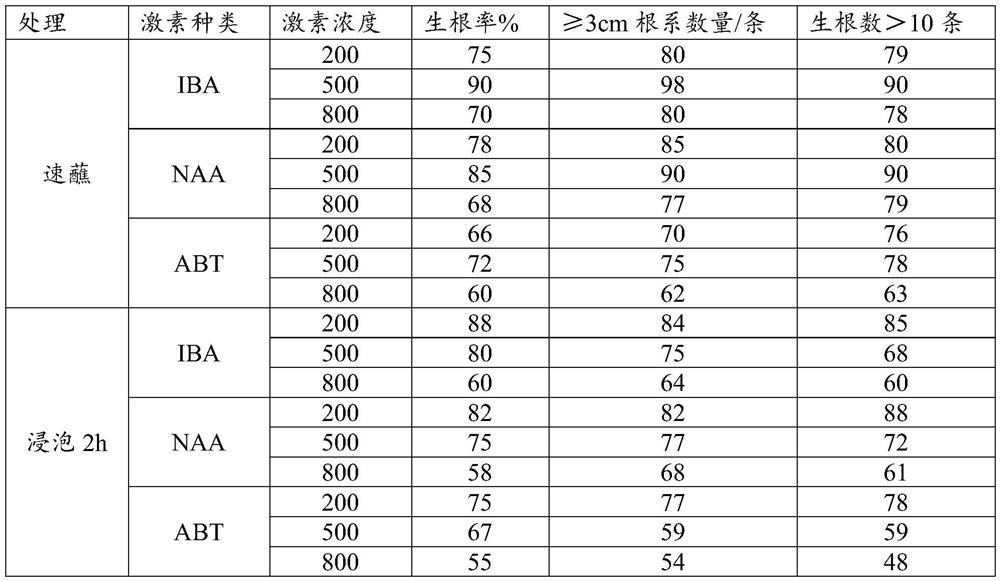 Industrialized cutting seedling raising method for rhododendron dauricum