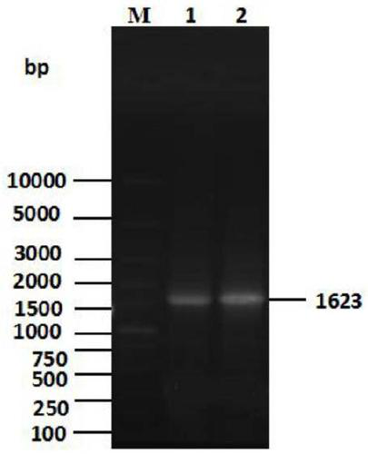 Brucella three-gene recombinant plasmid, construction method thereof and expression and application thereof in escherichia coli