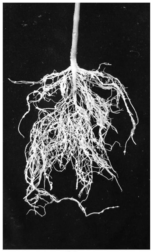 Cultivation method and application of tomato grafted seedlings