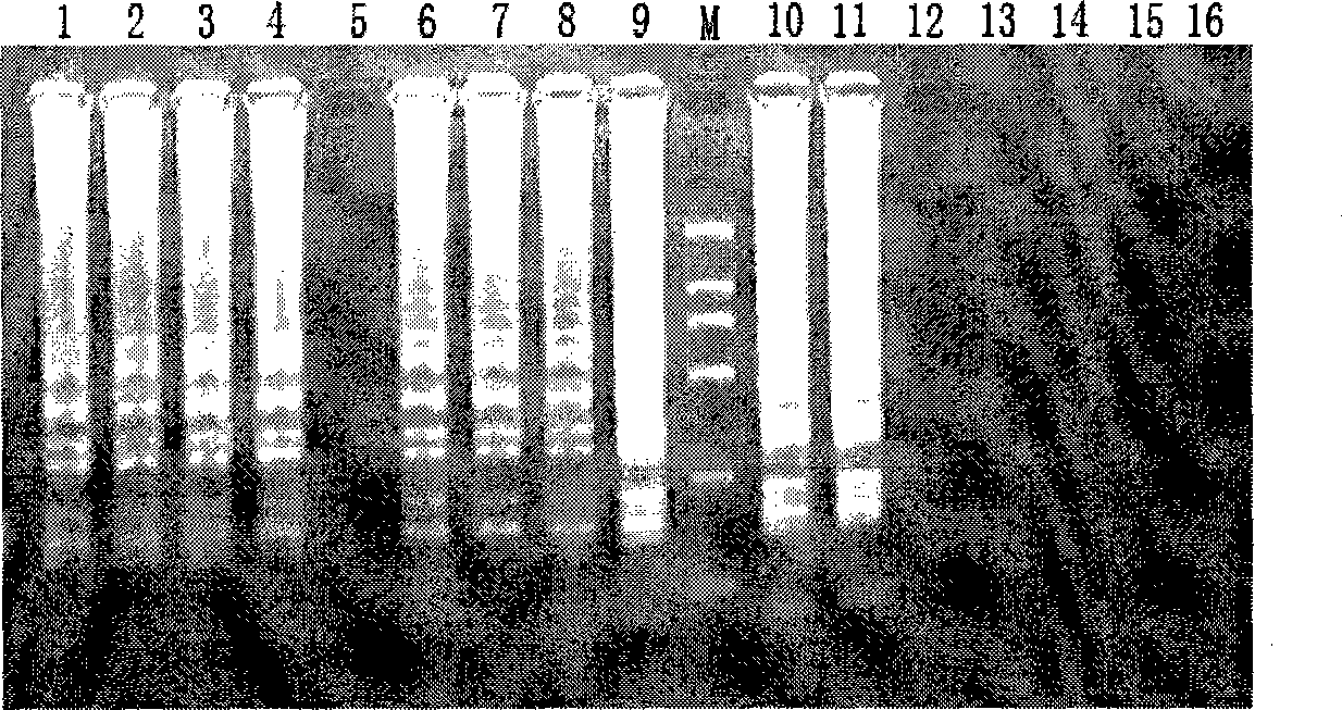 Loop-mediated isothermal amplification fast detecting reagent kit and method for O157:H7 coliform