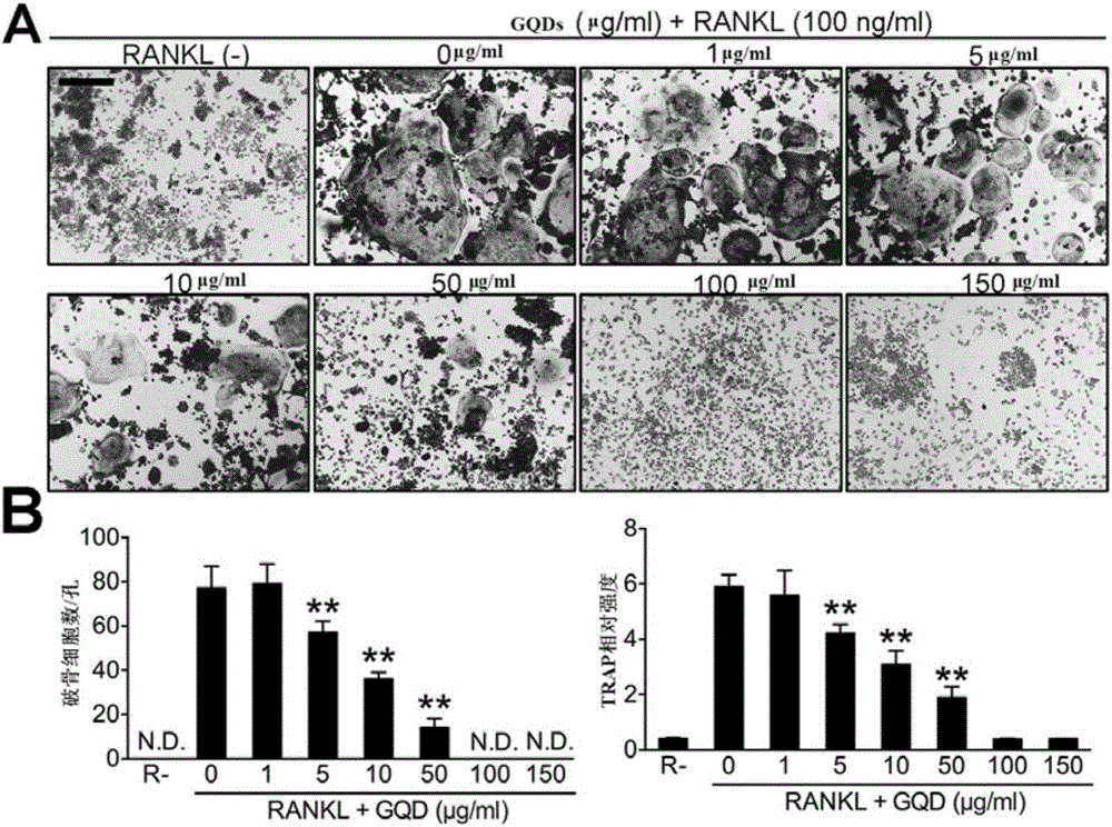 Application of graphene quantum dots to prevention and treatment of osteoporosis