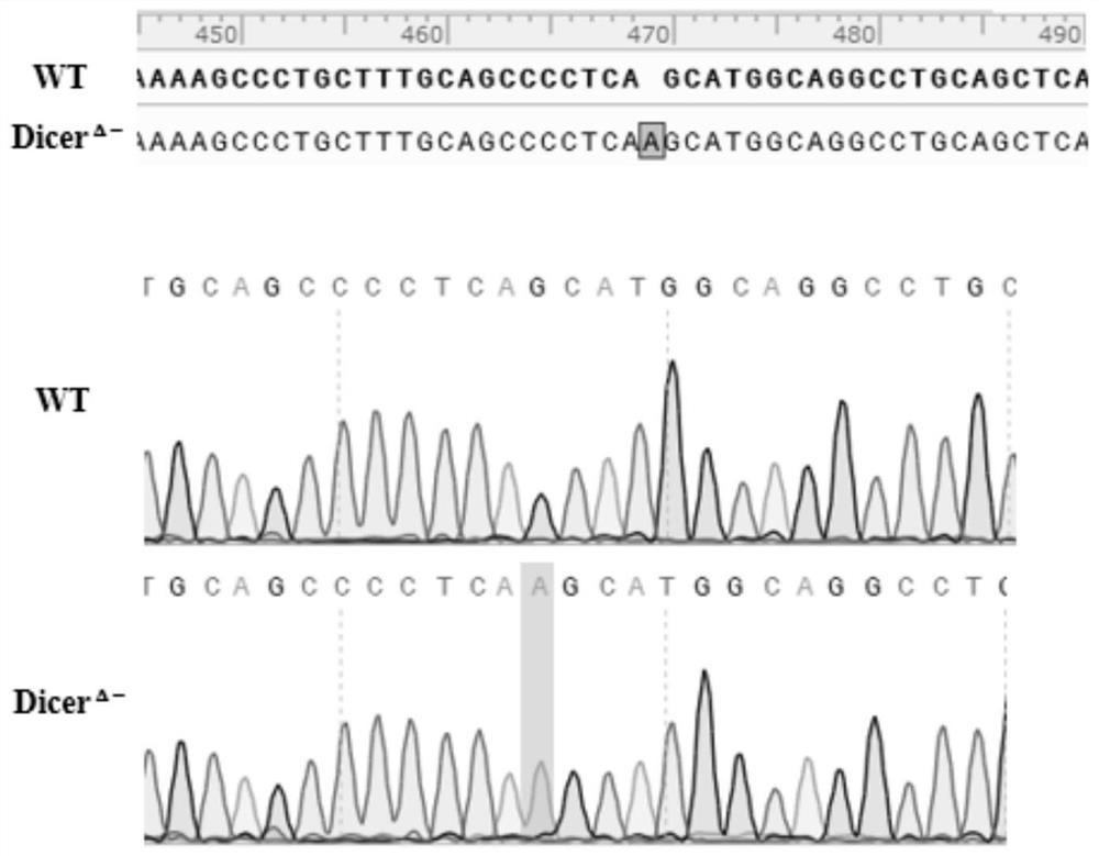 Dicer gene knockout BHK-21 cell line