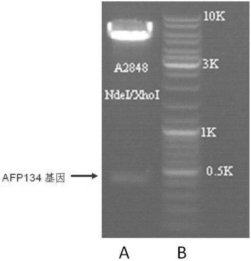 Method for preparing high-activity antifreeze proteins AFP134