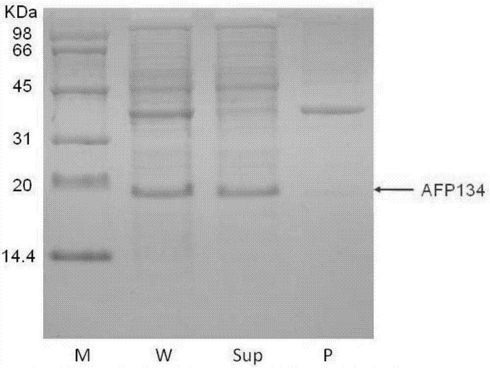 Method for preparing high-activity antifreeze proteins AFP134