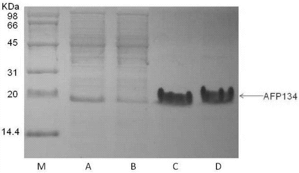 Method for preparing high-activity antifreeze proteins AFP134