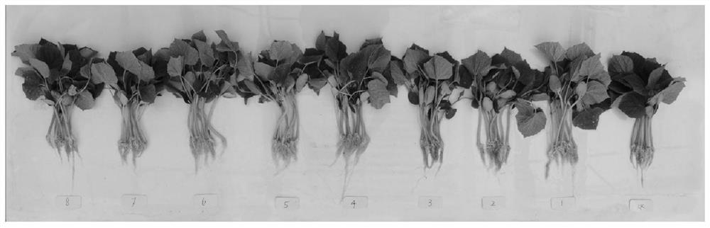 Resourceful treatment method of stalk and vine type rotten vegetable leaves and seedling culture substrate prepared by resourceful treatment method