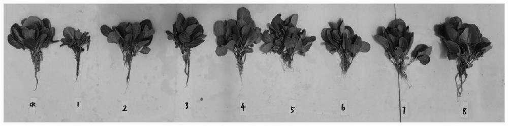 Resourceful treatment method of stalk and vine type rotten vegetable leaves and seedling culture substrate prepared by resourceful treatment method