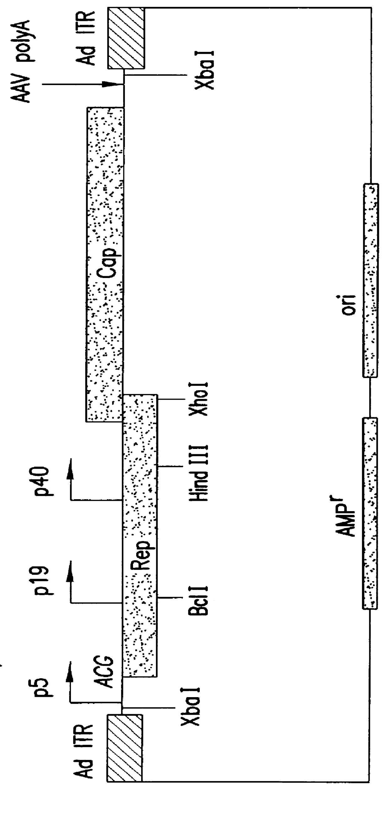 Method for increasing the efficiency of recombinant AAV production