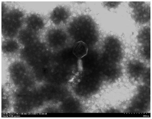 A Staphylococcus Phage and Its Application in Staphylococcus Infection