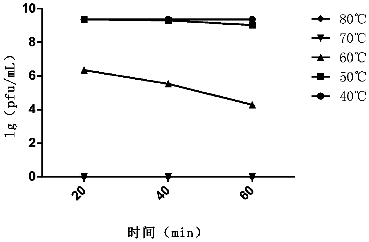 A Staphylococcus Phage and Its Application in Staphylococcus Infection