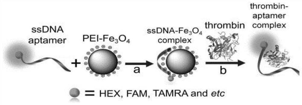 A Fluorescent Detection Method Using Nucleic Aptamers and Magnetic Materials to Detect Thrombin